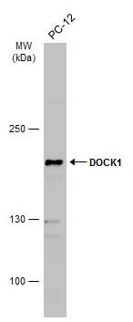 DOCK1 Antibody
