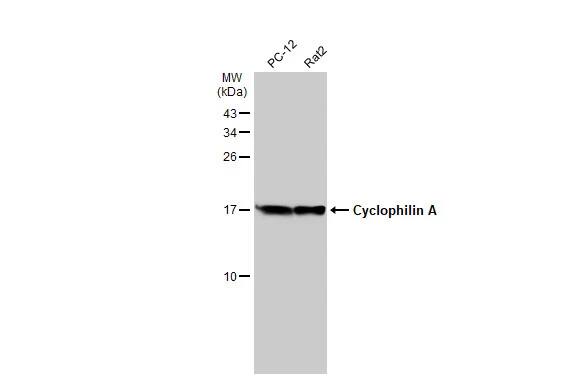 Cyclophilin A Antibody