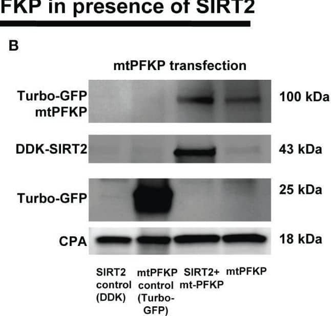 Cyclophilin A Antibody - BSA Free