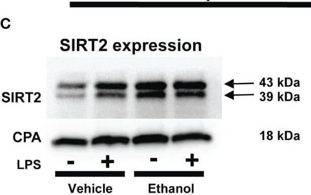 Cyclophilin A Antibody - BSA Free