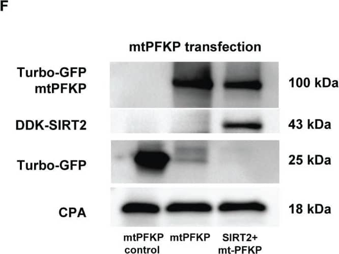Cyclophilin A Antibody - BSA Free