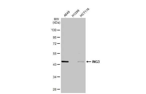 ING3 Antibody