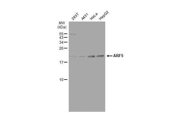 ARF5 Antibody