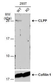 CLPP Antibody