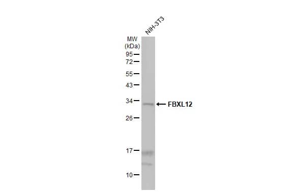 FbxL12 Antibody