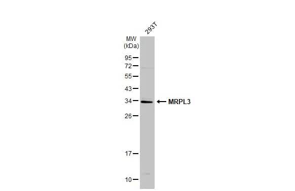 MRPL3 Antibody