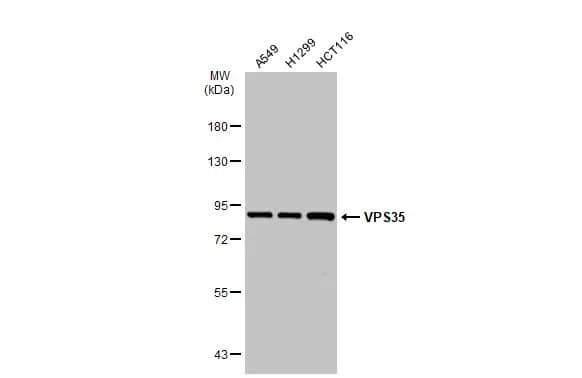 VPS35 Antibody