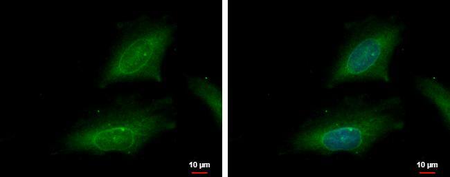 Importin alpha 2/KPNA2 Antibody - BSA Free