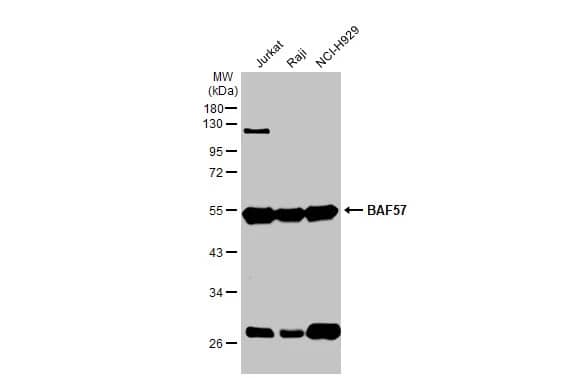 BAF57 Antibody