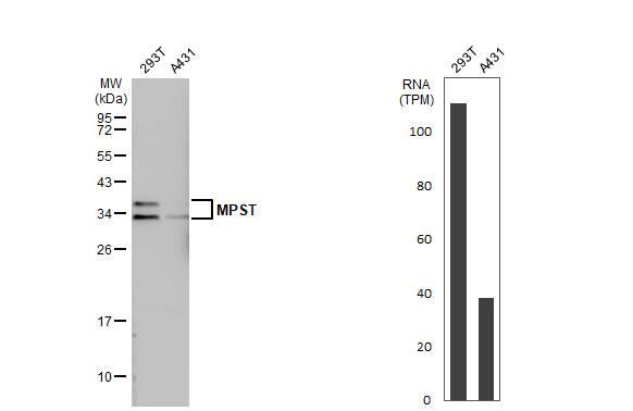 MPST Antibody