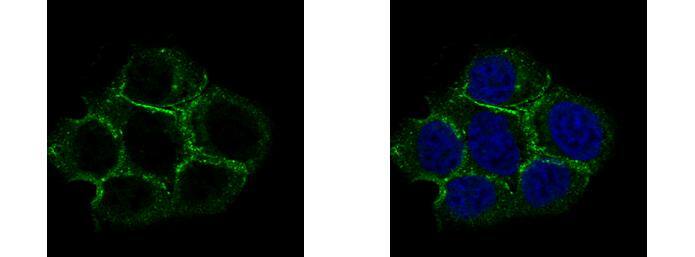 Caveolin-2 Antibody - BSA Free
