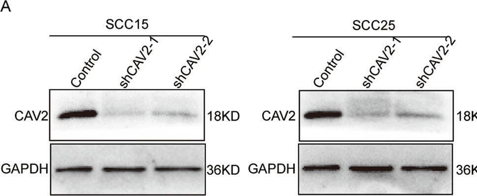 Caveolin-2 Antibody - BSA Free