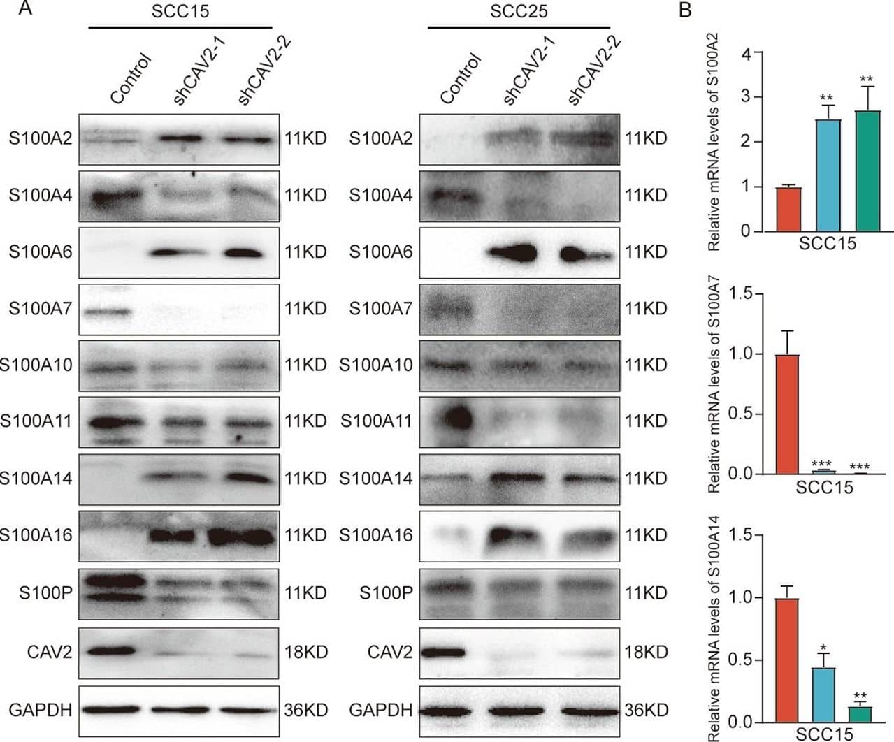 Caveolin-2 Antibody - BSA Free