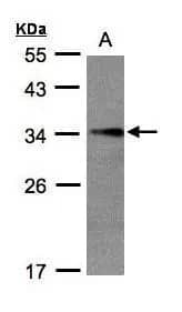 EFHD2 Antibody