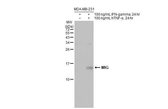 CXCL9/MIG Antibody - BSA Free