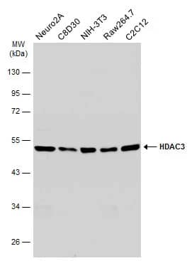 HDAC3 Antibody