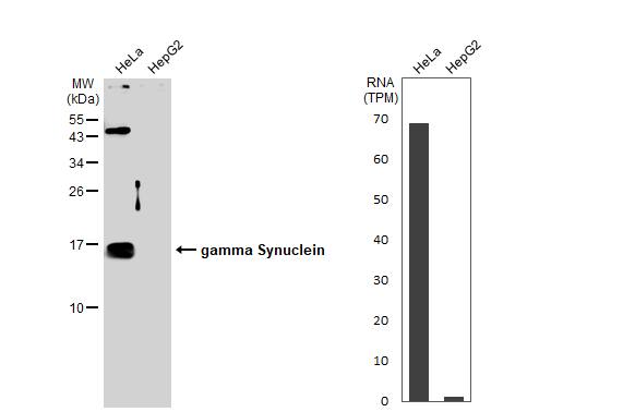 gamma-Synuclein Antibody