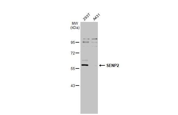 SENP2 Antibody