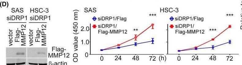 MMP-12 Antibody - BSA Free