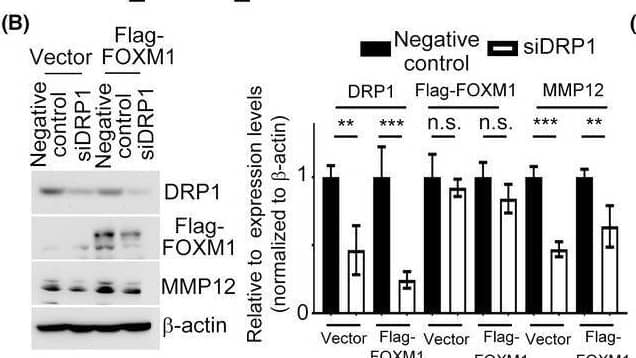 MMP-12 Antibody - BSA Free