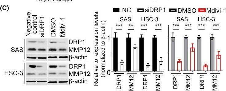 MMP-12 Antibody - BSA Free