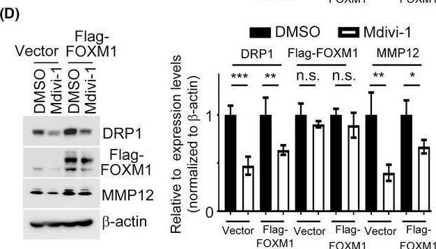 MMP-12 Antibody - BSA Free