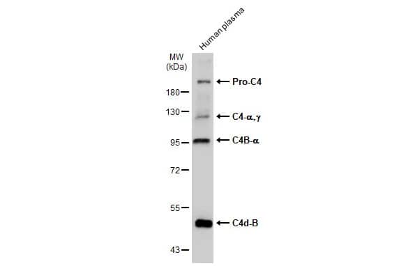 Complement C4b Antibody