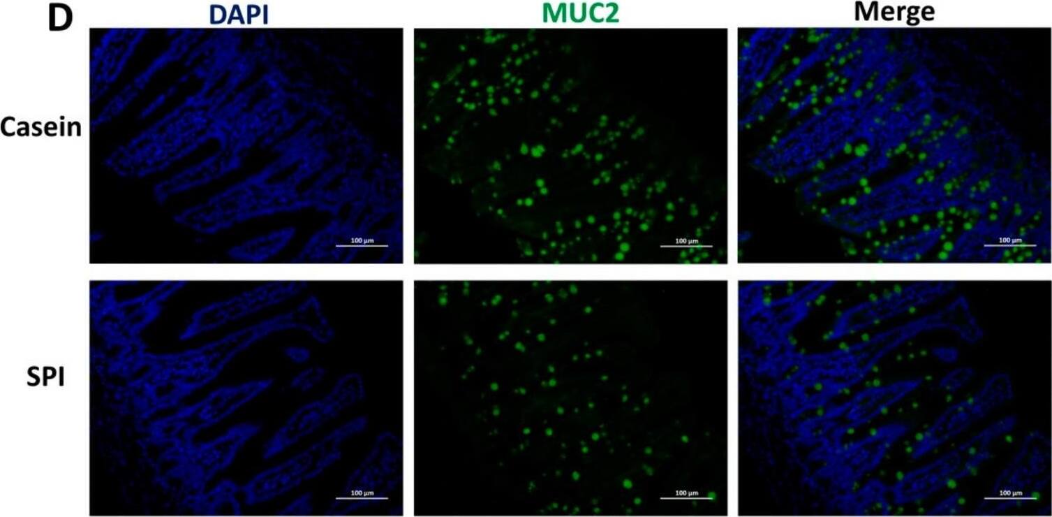 MUC2 Antibody - BSA Free