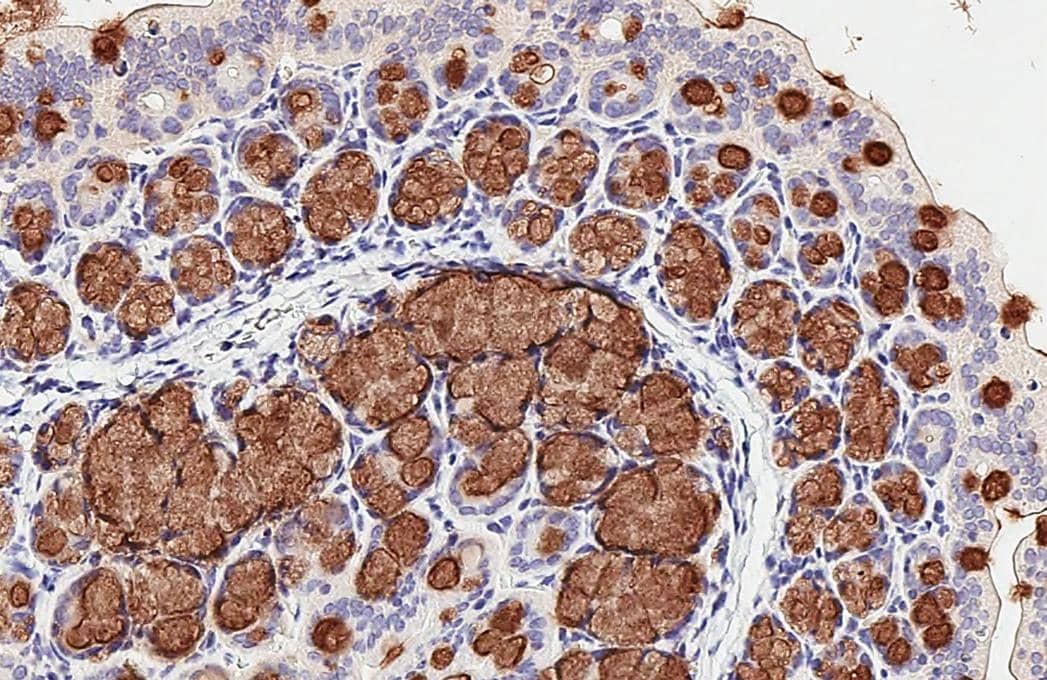 MUC2 Antibody - BSA Free