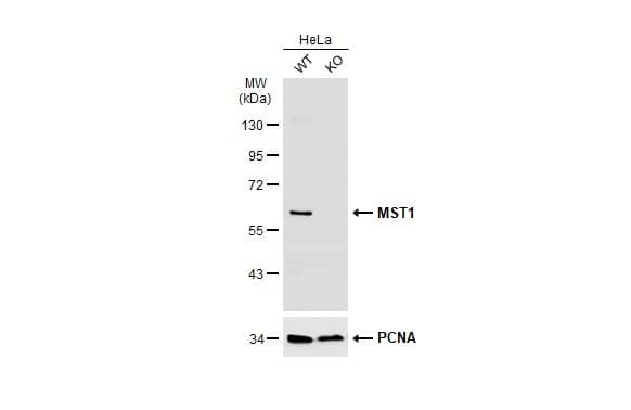 MST1/STK4 Antibody