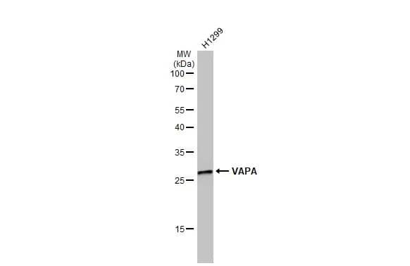 VAP-A Antibody