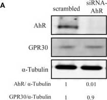 GPER/GPR30 Antibody