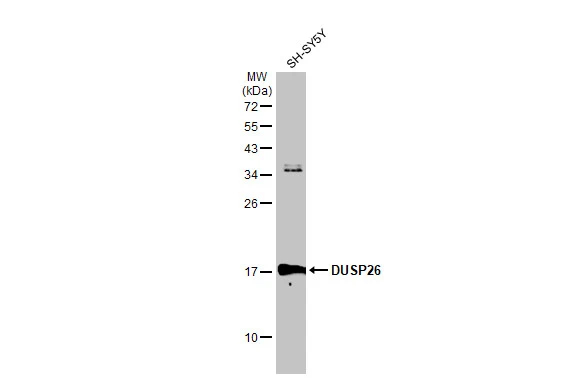 DUSP26 Antibody