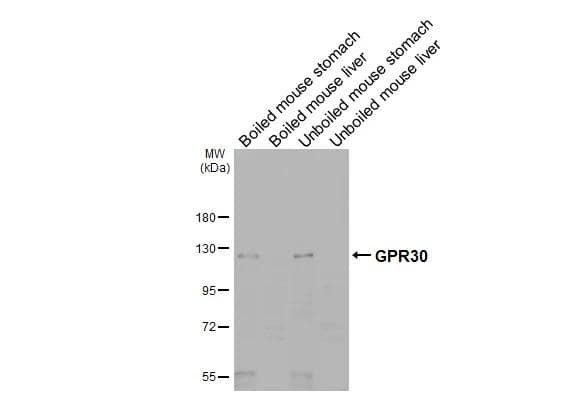 GPER/GPR30 Antibody - BSA Free