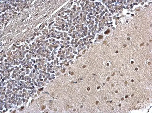 PLRG1 Antibody