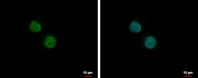 PLRG1 Antibody - BSA Free