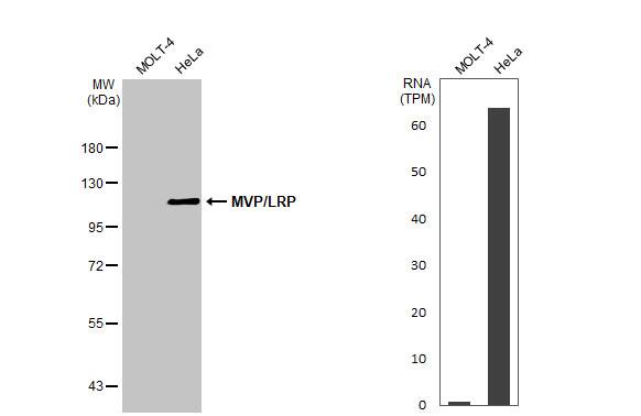 MVP Antibody - BSA Free