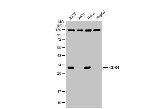 CDK4 Antibody
