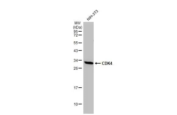 CDK4 Antibody