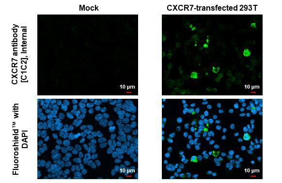 CXCR7/RDC-1 Antibody