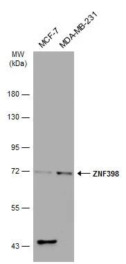ZNF398 Antibody