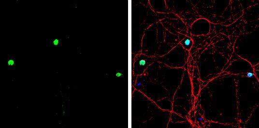 MATH1 Antibody - BSA Free