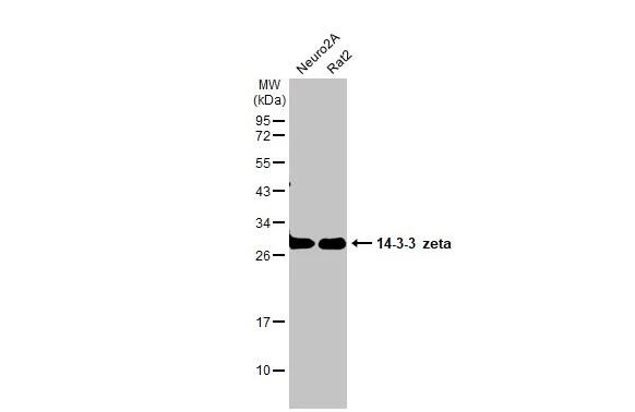 14-3-3 zeta Antibody
