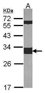 14-3-3 zeta Antibody - Azide Free