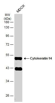 Cytokeratin 14 Antibody