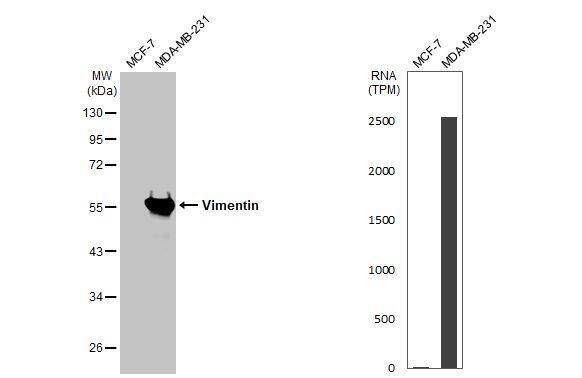 Vimentin Antibody