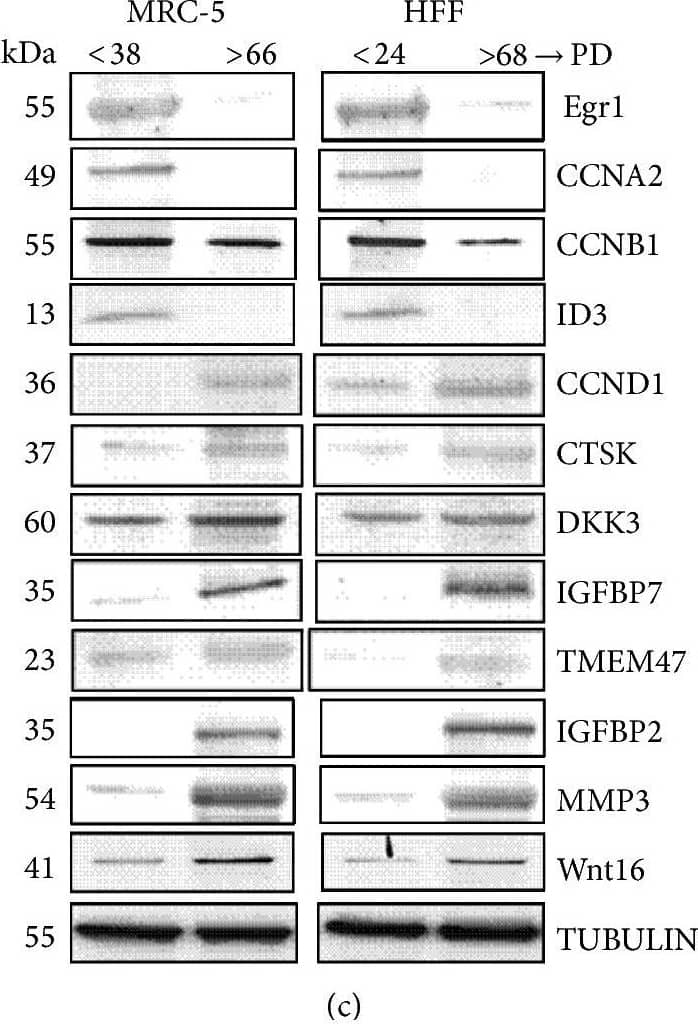 Cyclin A2 Antibody
