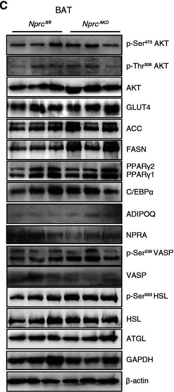 NPRA/NPR1 Antibody - BSA Free