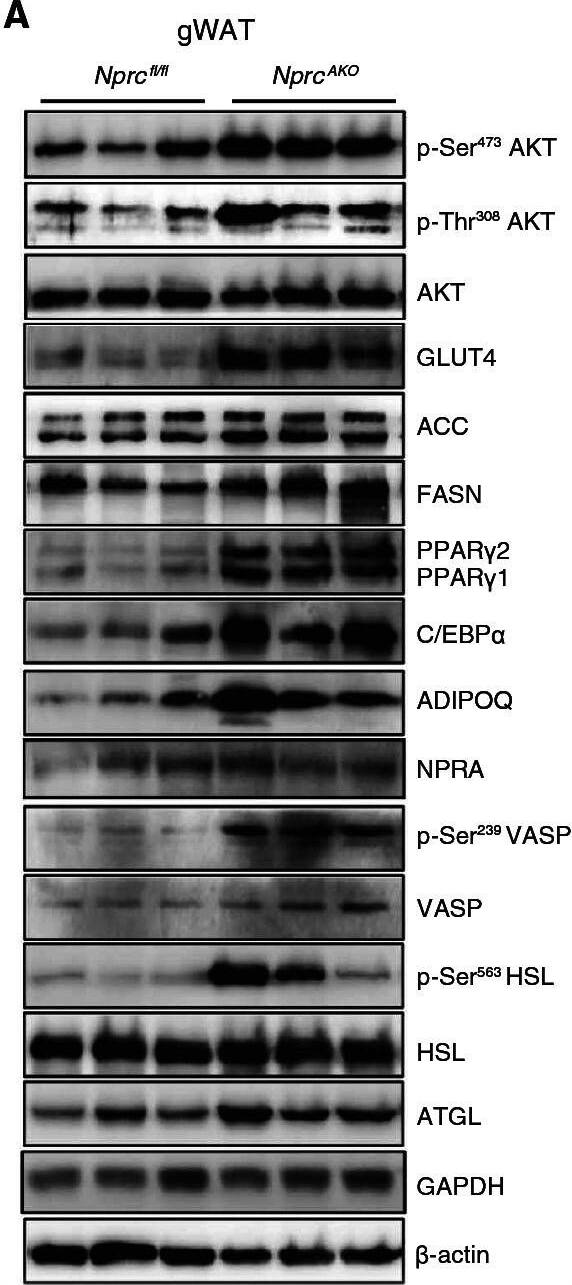 NPRA/NPR1 Antibody - BSA Free