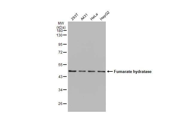 Fumarase Antibody - BSA Free